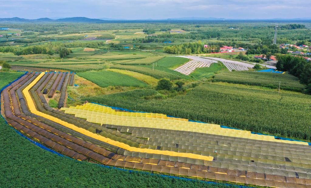 優(yōu)品質(zhì)、提水平、擴(kuò)消費&mdash;&mdash;吉林人參加速邁向千億級產(chǎn)業(yè)