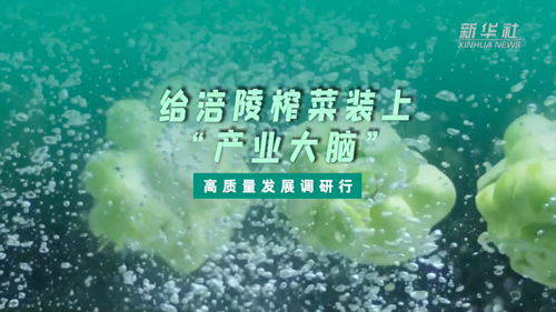 一顆青菜頭，緣何長(zhǎng)出百億產(chǎn)業(yè)？