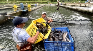 貴州鱘魚(yú)向南&ldquo;游&rdquo;