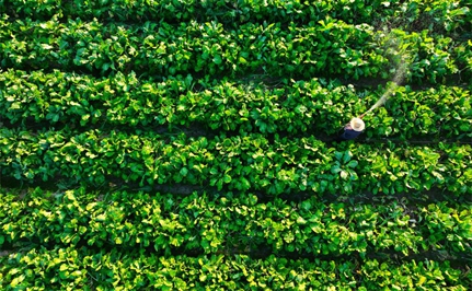 廣州增城：&ldquo;小特產&rdquo;推動鄉村產業&ldquo;大發展&rdquo;