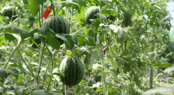 &ldquo;西瓜鎮&rdquo;的甜蜜生活