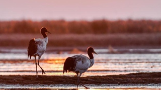 晴空一鶴排云上&mdash;&mdash;&ldquo;鳥中大熊貓&rdquo;黑頸鶴的守護(hù)故事