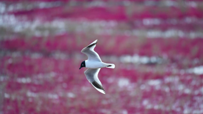 生態(tài)好不好，看鳥就知道&mdash;&mdash;遼河口濕地保護(hù)見聞