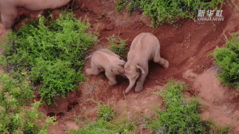 從大自然&ldquo;歌手&rdquo;到海菜腔 彩云之南&ldquo;聲&rdquo;動蒙特利爾