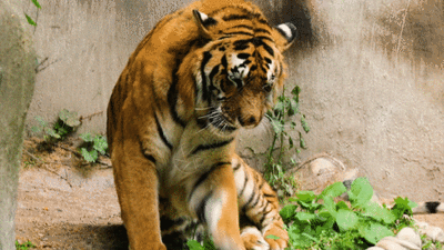 從家族鼎盛到寥寥可數再到數量不斷增加 東北虎經歷了什么？