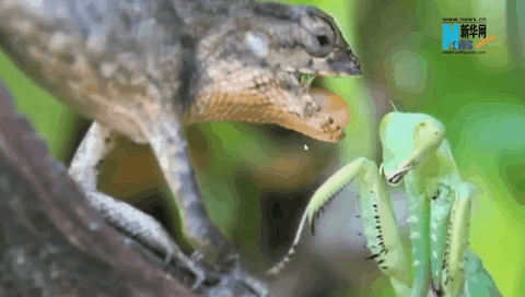 看，動物世界掀起&ldquo;武林風&rdquo;