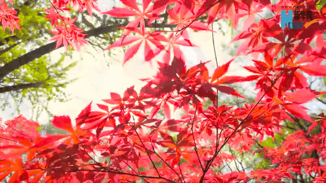 霜降|這一抹秋色，溫暖了山川與歲月