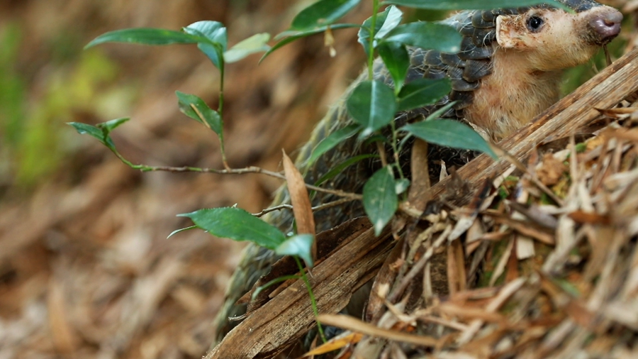 領略生物多樣性之美丨超萌預警！&ldquo;中華穿山甲&rdquo;來巡山，不容錯過