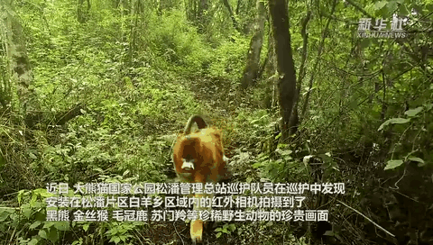 珍貴畫面曝光！野生動物頻頻&ldquo;上鏡&rdquo;