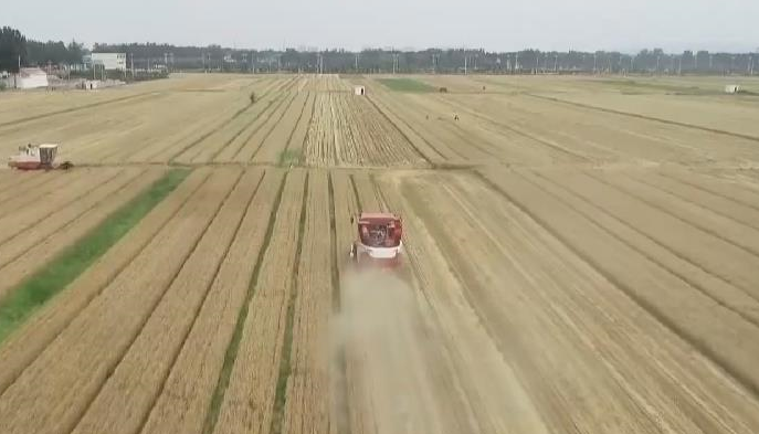 農業農村部：&ldquo;米袋子&rdquo;&ldquo;菜籃子&rdquo;節日供應有保障