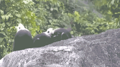 聚焦生物多樣性 關注白頭葉猴：探尋白頭葉猴生存&ldquo;秘笈&rdquo;