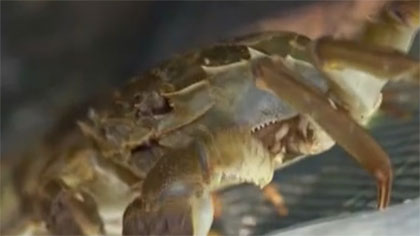 大閘蟹上市：江蘇陽澄湖&mdash;&mdash;平均畝產增加一成多 大閘蟹豐產在望