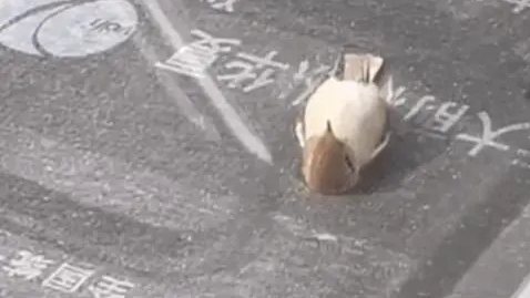 &ldquo;小鳥躺平看天空&rdquo;？真相有點難過