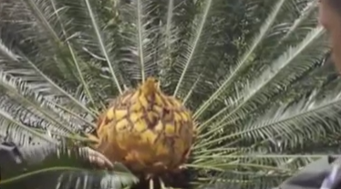 范曙義&mdash;&mdash;&ldquo;蘇鐵衛士&rdquo;的苦與樂