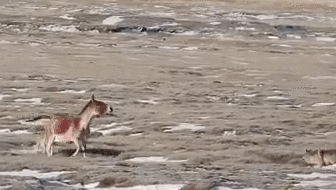 青海：狼群圍獵藏野驢 黃河源頭上演&ldquo;生死對決&rdquo;