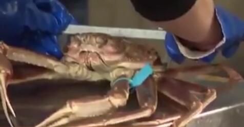 極品！日本一只&ldquo;輝&rdquo;蟹拍出500萬日元