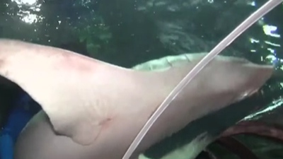 浙江杭州：400斤鯊魚&ldquo;喬遷新居&rdquo;