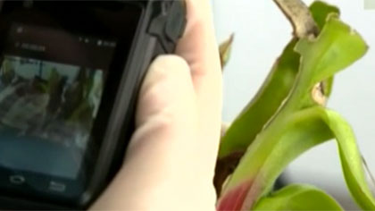 什么是外來物種？我國(guó)有多少外來入侵物種？