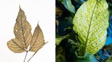 珍稀瀕危植物&ldquo;活起來&rdquo;