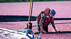 加拿大:收獲蔓越莓