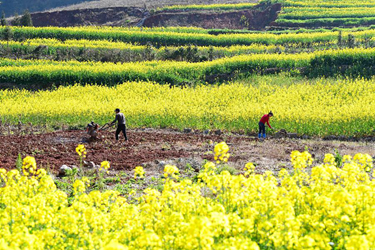 新華全媒+|一年之計(jì)在于春