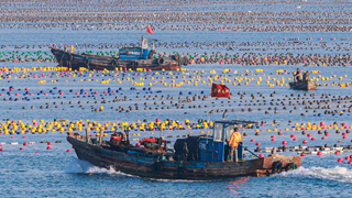 &ldquo;海上春耕&rdquo;美如畫