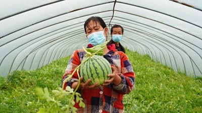 疫情致浦東120萬斤西瓜滯銷？記者實地探訪