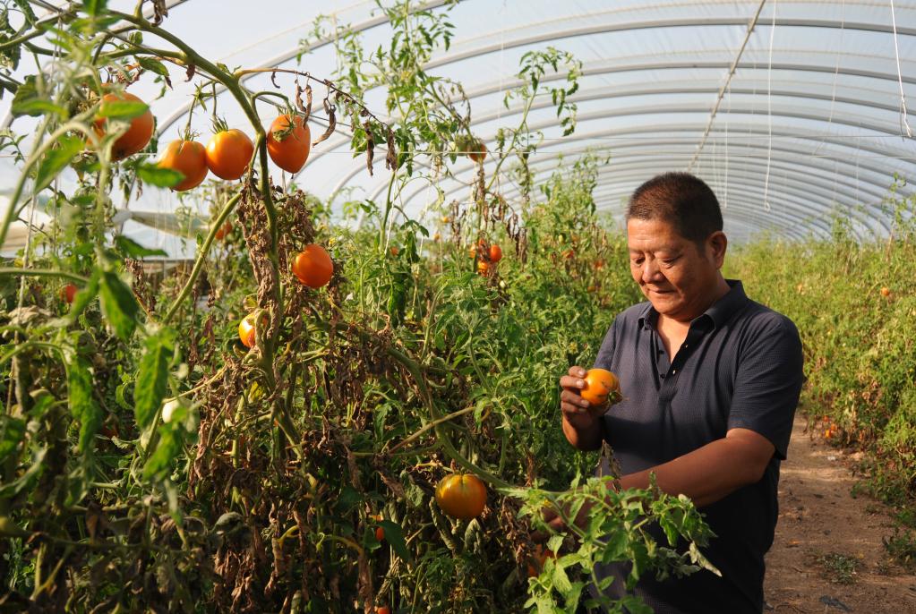 內蒙古五原：綠色發展助力產業跑出&ldquo;加速度&rdquo;