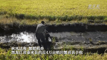 黑龍江泰來:稻香蟹肥 一田雙收