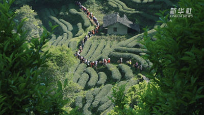 大美非遺|武夷山下茶飄香