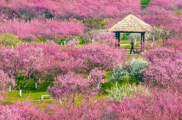 新華全媒+丨詩意中國&mdash;&mdash;春色滿園關不住